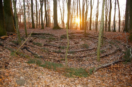 Waldlabyrinth